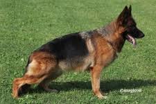 public/dog_images/797/1737906186.Xarin vom Pendler.jpg